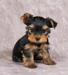 Puppy of the Yorkshire Terrier Puppy of the Yorkshire Terrier