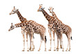 giraffes isolated