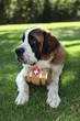 Puppy Dog Outdoors in the Grass Puppy Dog Outdoors in the Grass