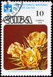 CUBA - CIRCA 1978 Cylindropuntia