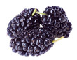 Three mulberry fruits isolated on white macro Three mulberry fruits isolated on white macro