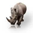 rhinoceros