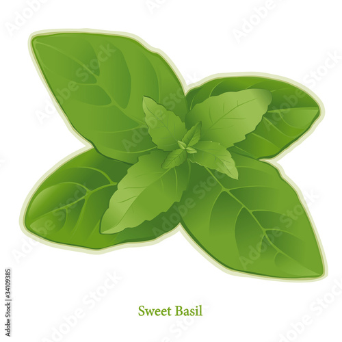 Illustration: Fresh Sweet Basil Fresh Sweet Basil