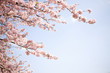 Photo: 桜と空 桜と空