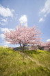 桜と空
