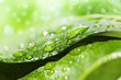 eco