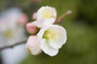 ボケの花