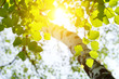 Birch in the rising sun.