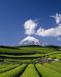 富士山と茶畑