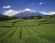 富士山と茶畑 富士山と茶畑