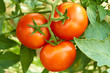 Bunch with three red tomatoes