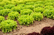 Foto: Landwirtschaft 19 Landwirtschaft 19