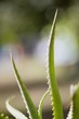 Close-up of an aloe plant