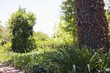 View of trees and bushes in a park