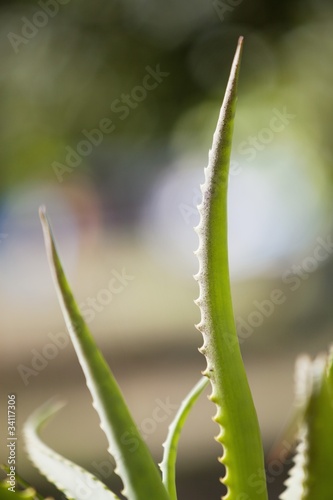Photo: Close-up of an aloe plant Close-up of an aloe plant