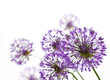 Beautiful Allium / abstract  on white