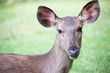 whitetail doe portrait as it is staring at the camera. whitetail doe portrait as it is staring at the camera.