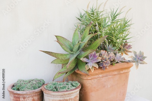 Photo: Close-up of potted plants Close-up of potted plants