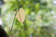 leaf forest background. Shallow depth of field, focus on the lea leaf forest background. Shallow depth of field, focus on the lea
