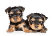 York Terrier puppies on white background