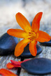 stones and flowers