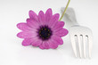 Tenedor en fondo blanco con flor