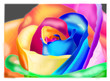 Multicolor Rose