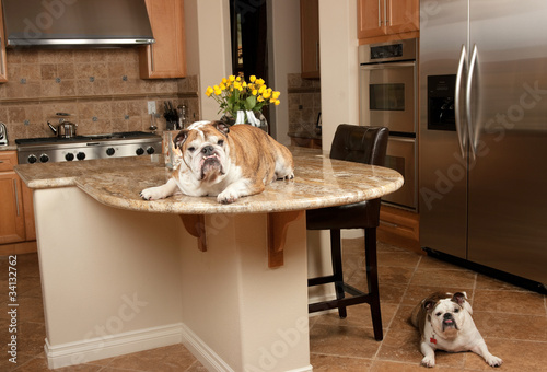 Photo: Bulldogs Bulldogs