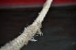 cordage