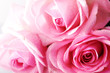 pink rose