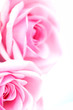 pink rose