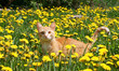 Young ginger cat in dandelions