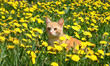 Young ginger cat in dandelions