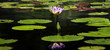 Panoramic view of water lily plant in the pond Panoramic view of water lily plant in the pond