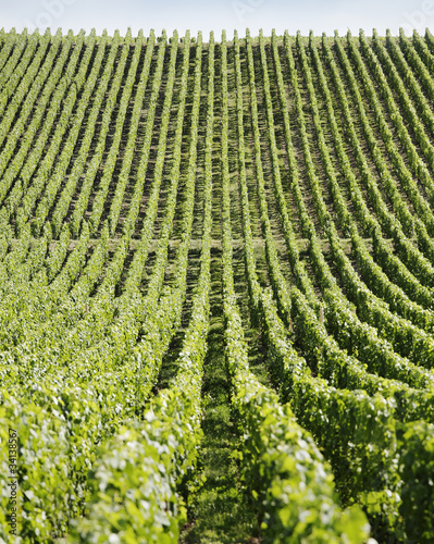 Foto: weinberg weinberg