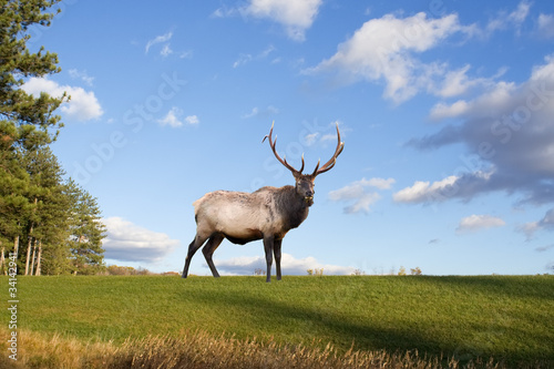 Photo: A bull elk on a grassy hillside in Pennsylvania,USA. A bull elk on a grassy hillside in Pennsylvania,USA.