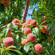 Pfirsichbaum