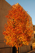 Trionfo in arancio