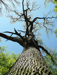 Oak Tree