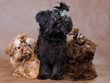 Puppies of a Tsvetnaya dolonka in studio on a neutral background