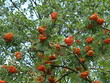 Eberesche / Sorbus aucuparia