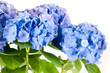 Ortensia blu