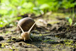 snail