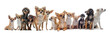 groupe de chihuahuas