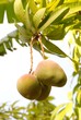 Mangobaum