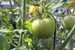 green tomatoes