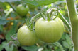 growing tomatoes