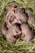 small mouse babies in nest small mouse babies in nest