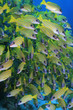 Blaustreifen Schnapper - Bluestripe Snapper - Lutjanus kasmira