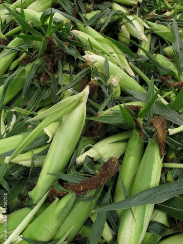 Photo: Fresh Ears of Organic Summer Sweet Corn Fresh Ears of Organic Summer Sweet Corn